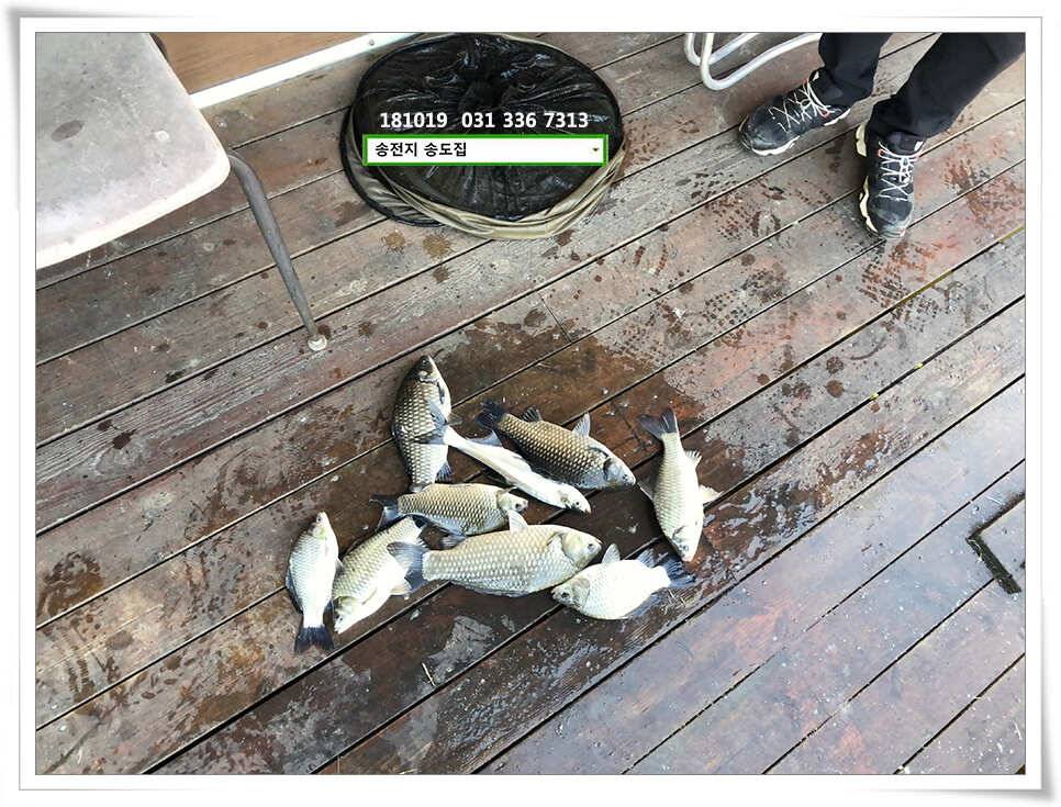 이어진 허리급 송전지 송도좌대 조황 (유료터정보 - 유료터점주조황)