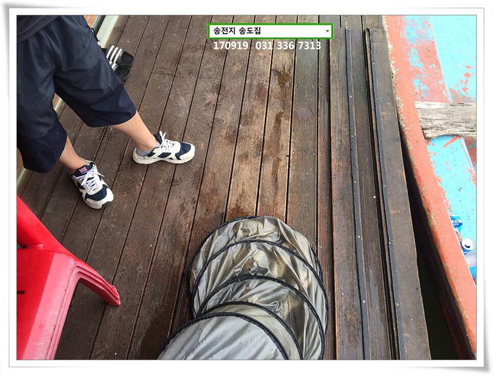 용인 송전낚시터 송도집 조황 (유료터정보 - 유료터점주조황)