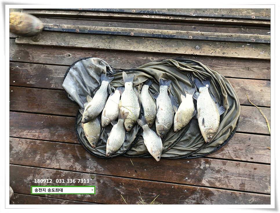 여름 반 가을 반 (유료터정보 - 유료터점주조황)