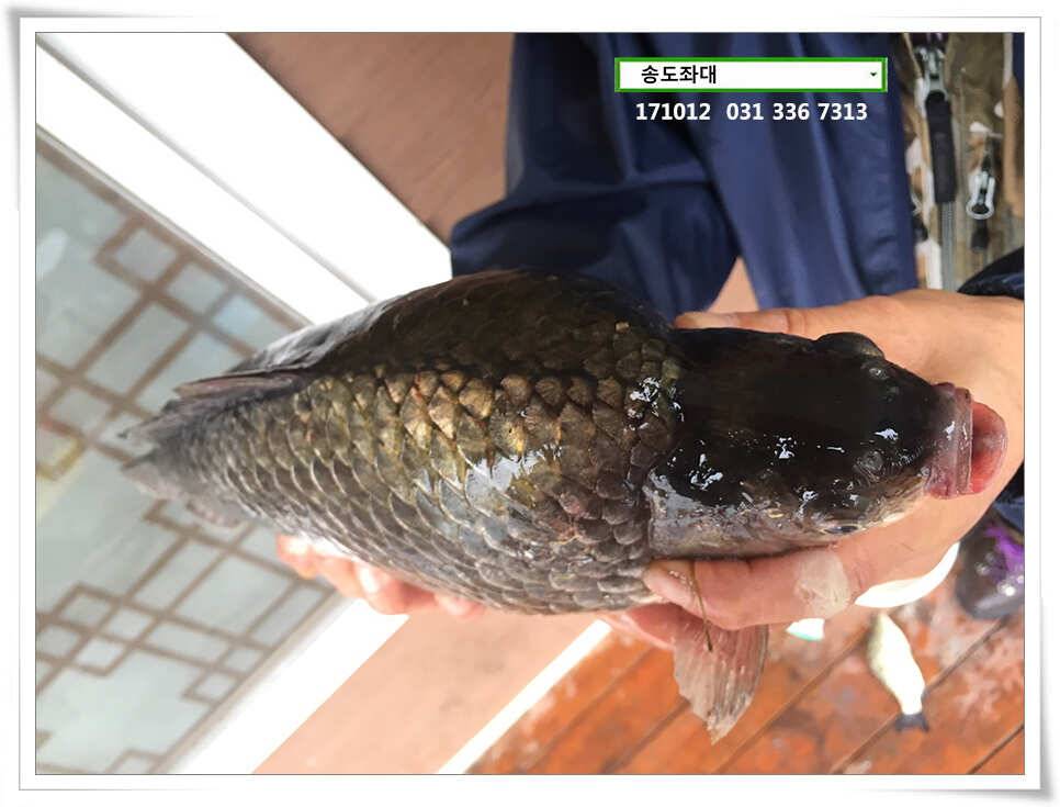 혹부리 허리급송도좌대 조황 (유료터정보 - 유료터점주조황)