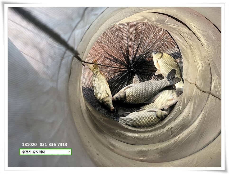 이어진 허리급 송전지 송도좌대 조황 (유료터정보 - 유료터점주조황)
