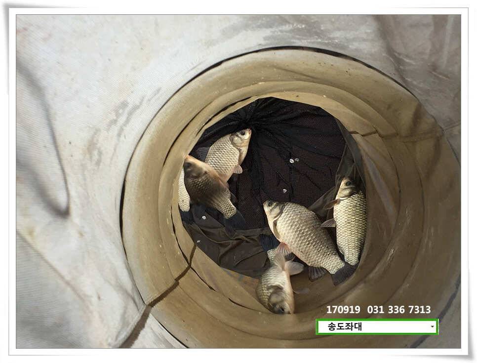 용인 송전낚시터 송도집 조황 (유료터정보 - 유료터점주조황)
