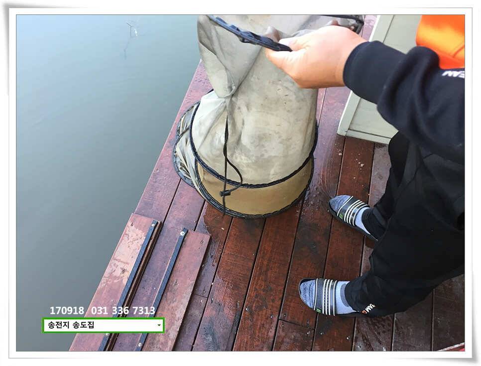 용인 송전낚시터 송도집 조황 (유료터정보 - 유료터점주조황)