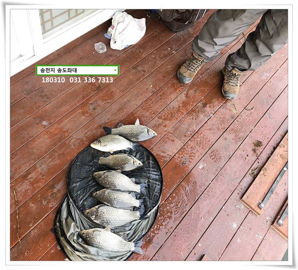 된서리에도 대물송전지 송도집 좌대 조황 (유료터정보 - 유료터점주조황)