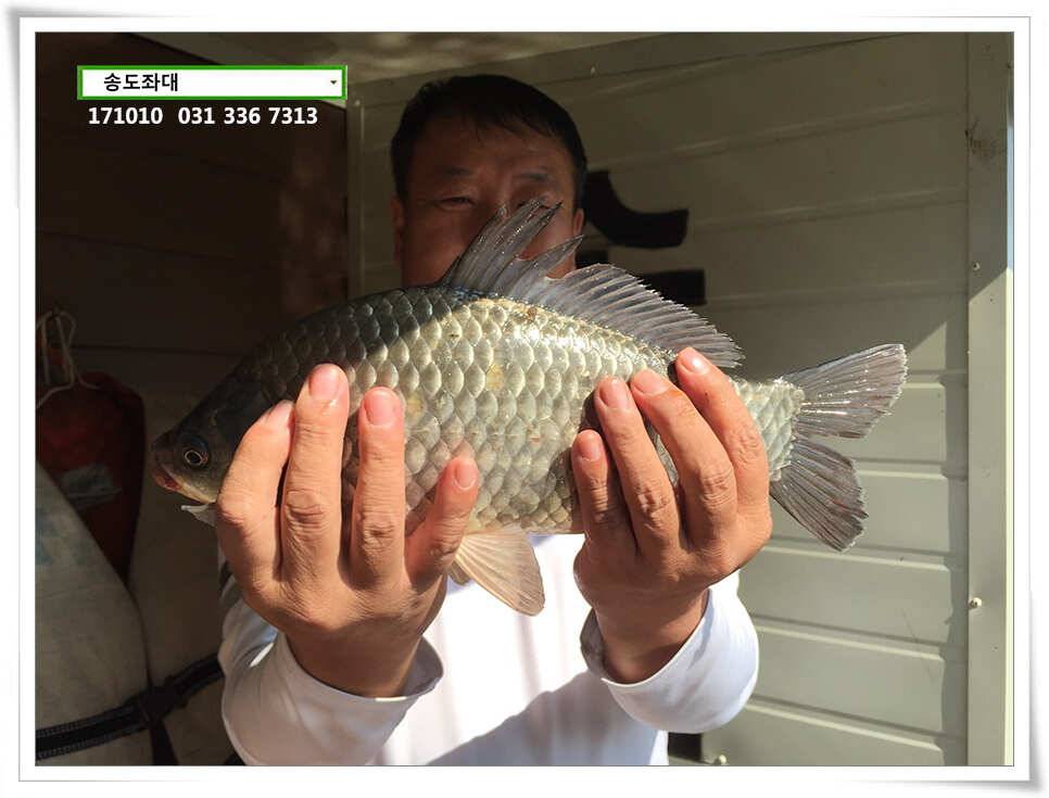 혹부리 허리급송도좌대 조황 (유료터정보 - 유료터점주조황)
