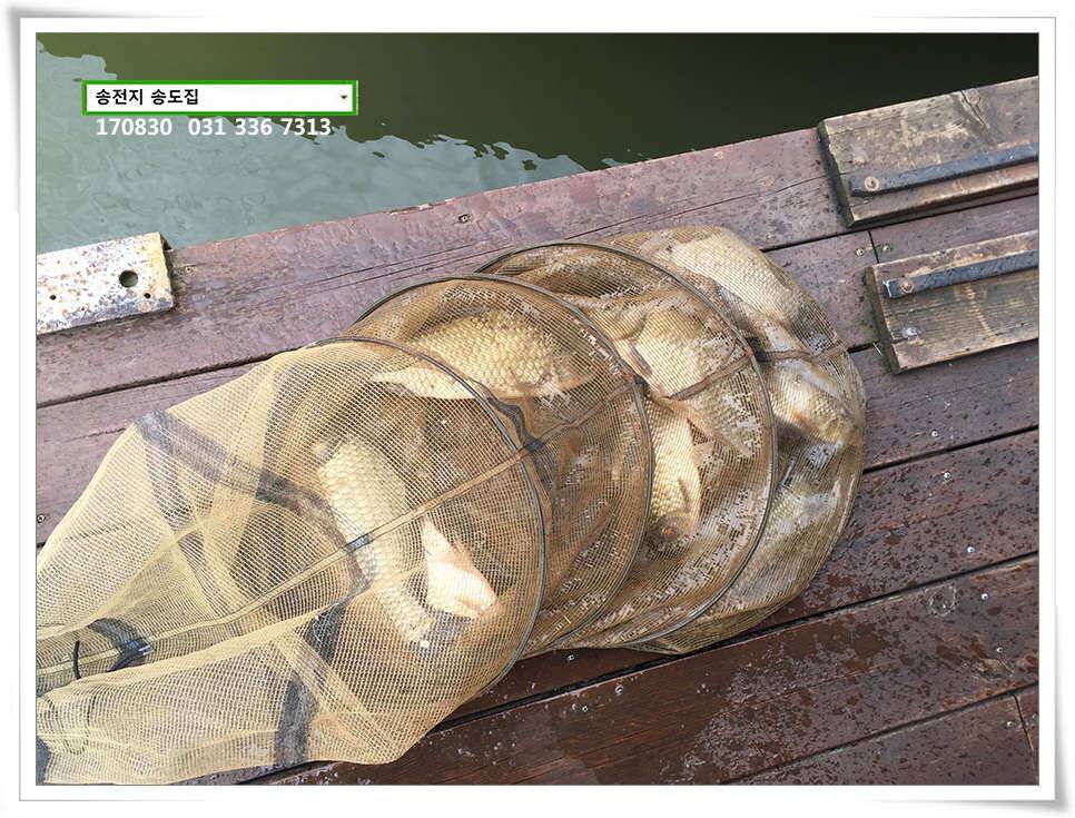 선선함 잇는송전지 송도 좌대 조황 (유료터정보 - 유료터점주조황)