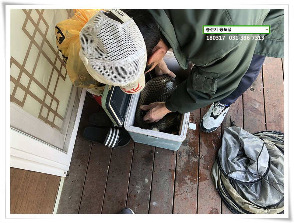 송전지 송전낚시터 송도집 좌대 조황 (유료터정보 - 유료터점주조황)