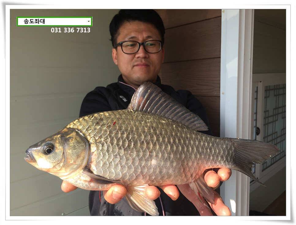 입동송도좌대 조황 (유료터정보 - 유료터점주조황)