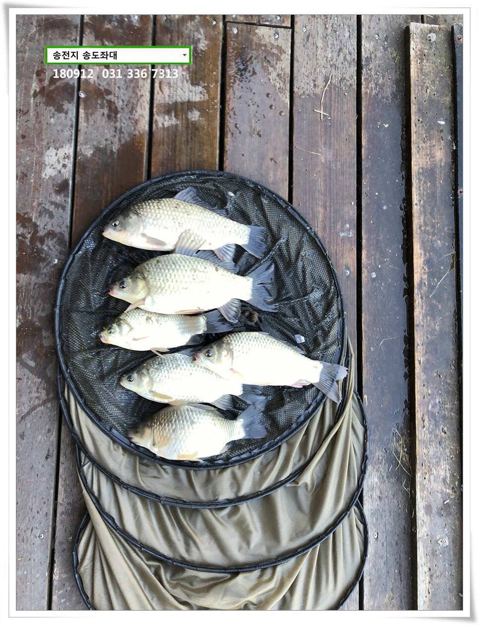 여름 반 가을 반 (유료터정보 - 유료터점주조황)