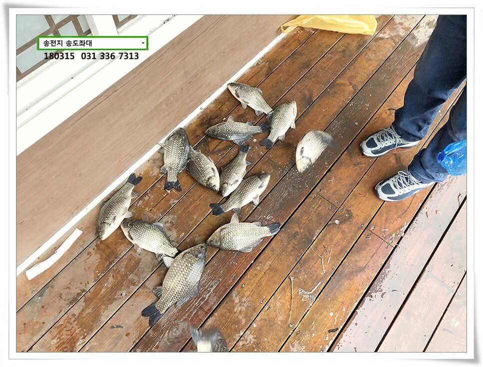 비와 대물의 이야기 송전지 송도집 좌대 조황 (유료터정보 - 유료터점주조황)