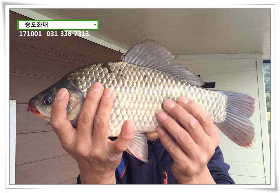 송전낚시터 송도좌대 조황 (유료터정보 - 유료터점주조황)