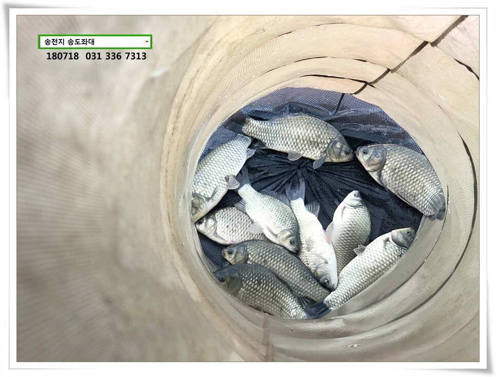 배수에도 꾸준한 조황 (유료터정보 - 유료터점주조황)