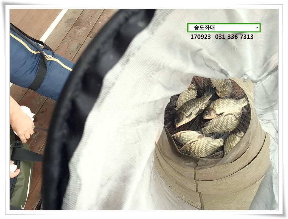 포인트 변경 후송전지 송도 좌대 조황 (유료터정보 - 유료터점주조황)