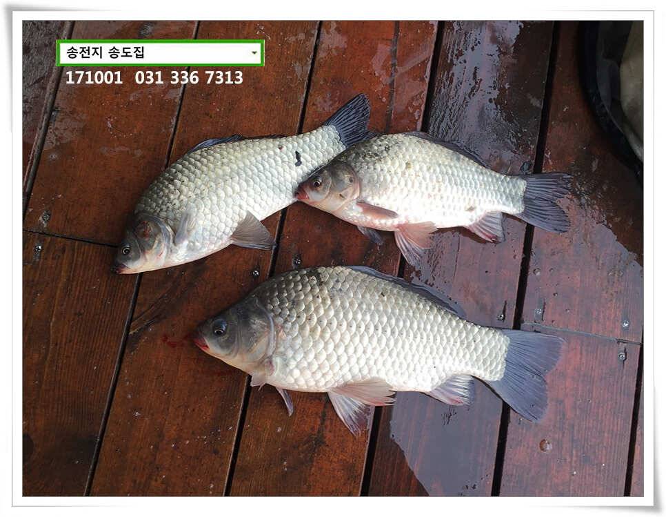 송전낚시터 송도좌대 조황 (유료터정보 - 유료터점주조황)