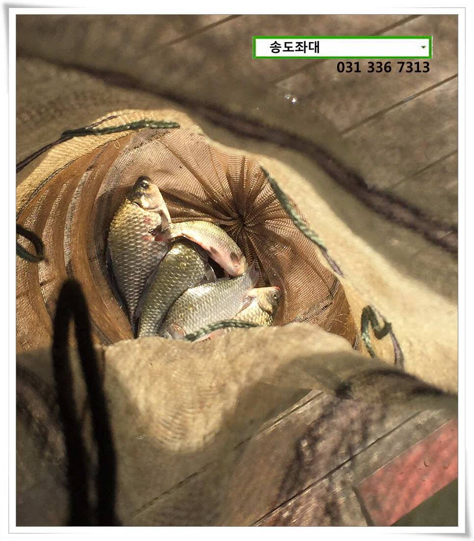 송전지 송도 좌대 조황 (유료터정보 - 유료터점주조황)