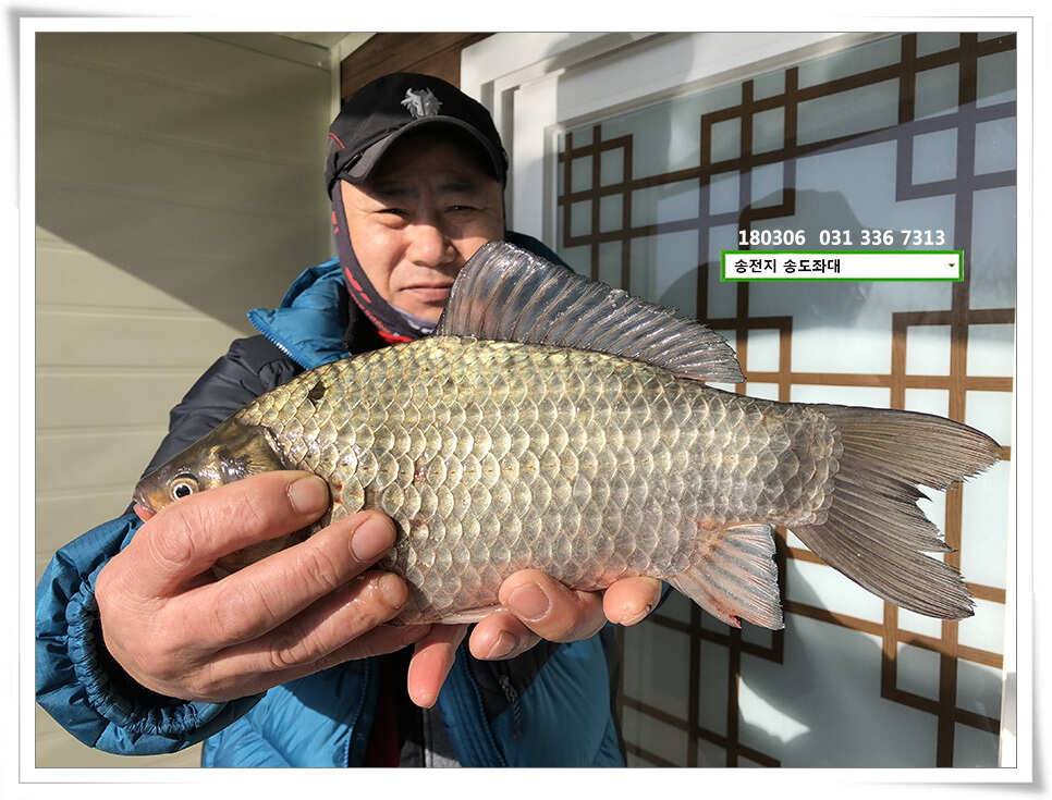 18 시즌 첫 4짜송전지 송도집 조황 (유료터정보 - 유료터점주조황)