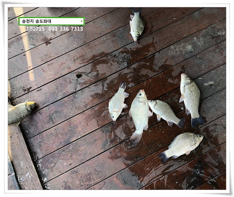 송도좌대 조황 (유료터정보 - 유료터점주조황)
