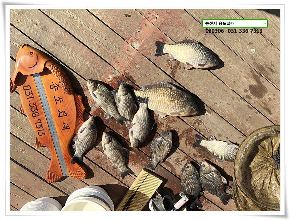 18 시즌 첫 4짜송전지 송도집 조황 (유료터정보 - 유료터점주조황)