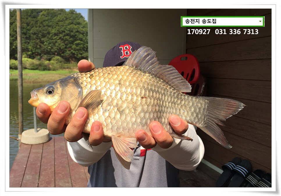 가을路 가을路송전지 송도집 좌대 조황 (유료터정보 - 유료터점주조황)