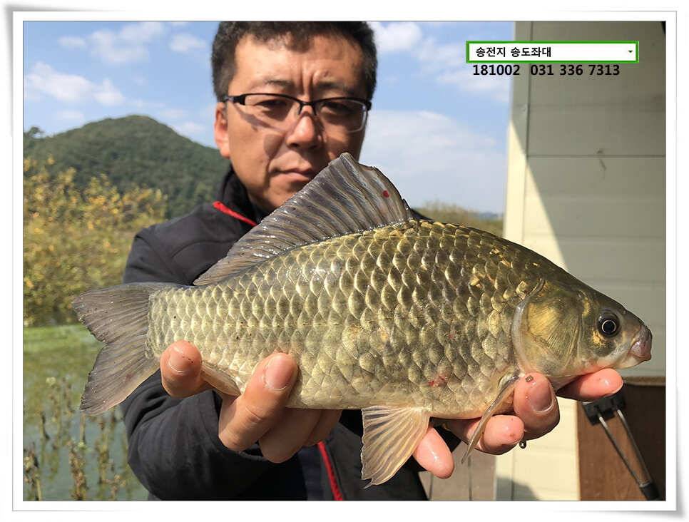가을빛 붕어 (유료터정보 - 유료터점주조황)