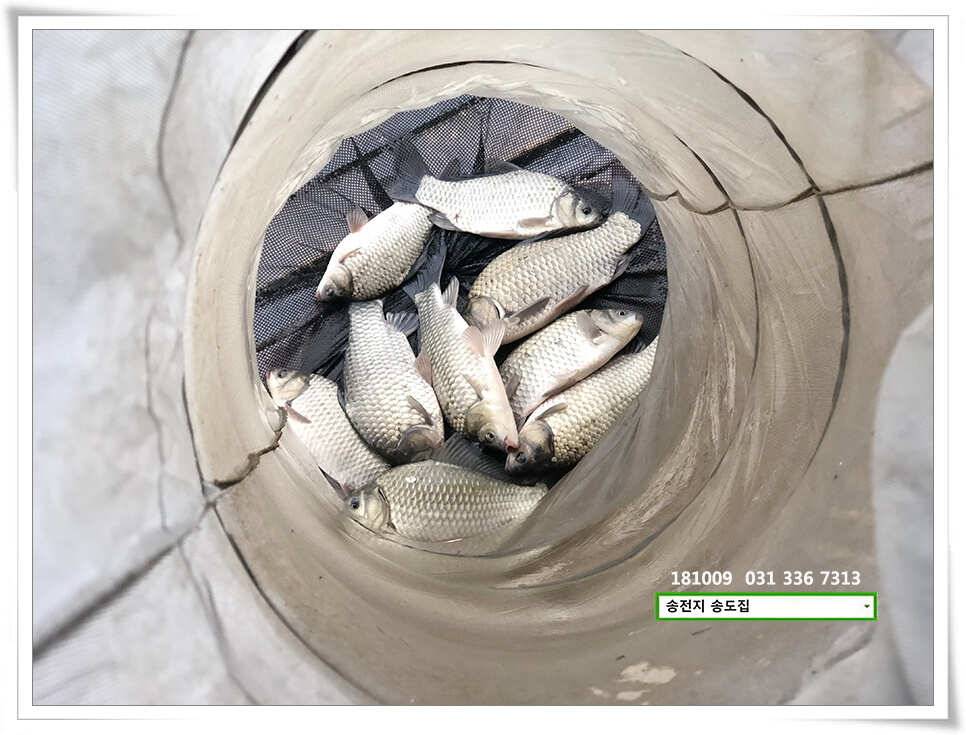이어진 오름장 (유료터정보 - 유료터점주조황)