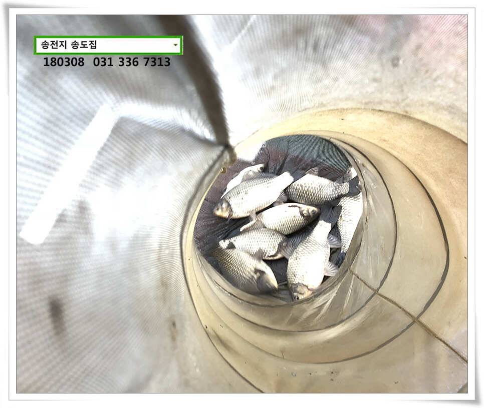 체고 더해지는송전지 송도집 조황 (유료터정보 - 유료터점주조황)