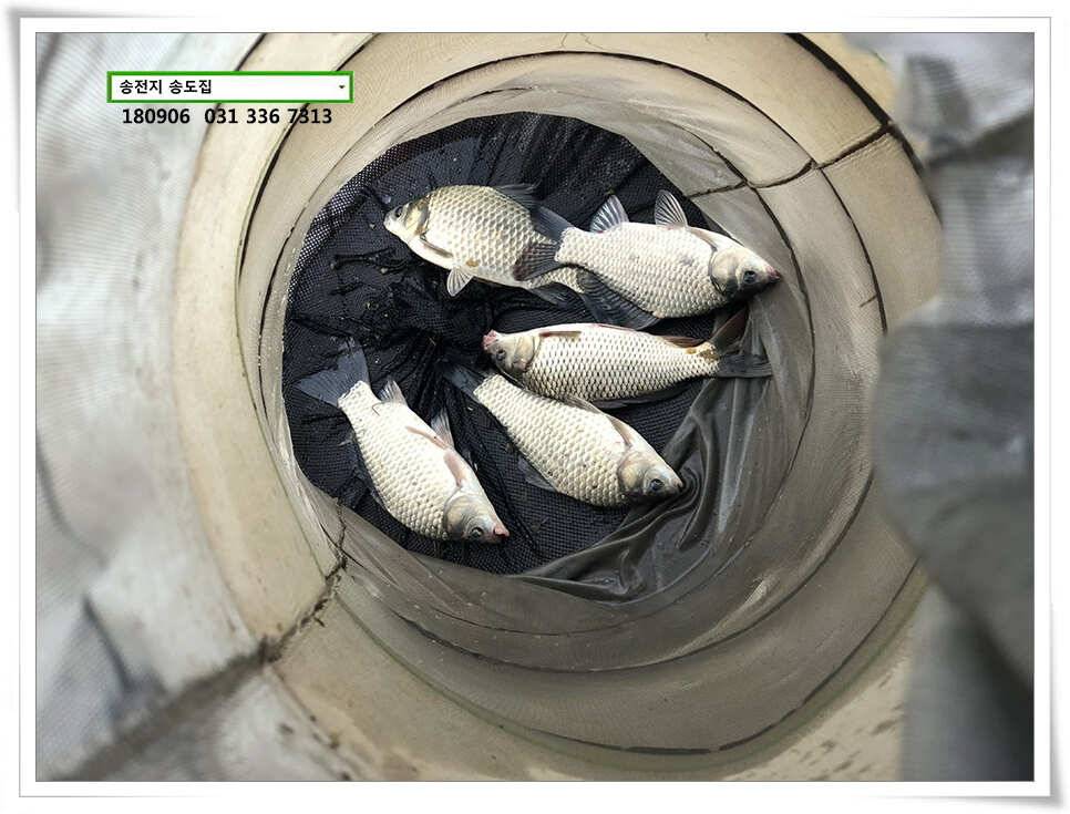 가을 앞 송도좌대 조황 (유료터정보 - 유료터점주조황)