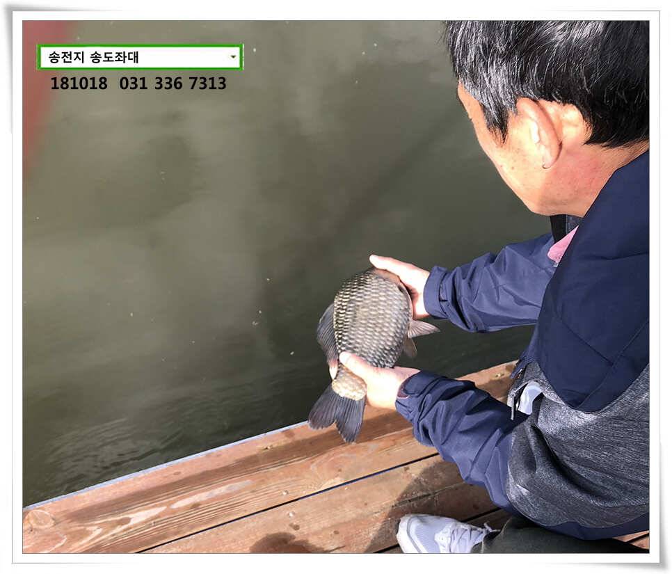 대물붕어 꼬시기송전지 송도집 조황 (유료터정보 - 유료터점주조황)