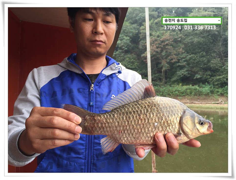 송전지 송도집 좌대 조황 (유료터정보 - 유료터점주조황)