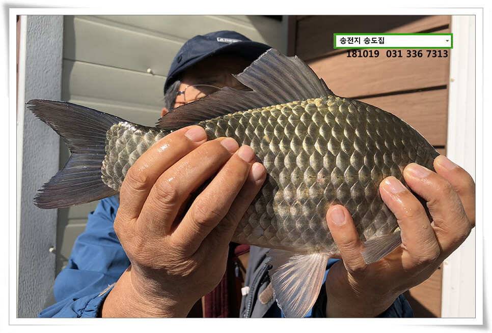 이어진 허리급 송전지 송도좌대 조황 (유료터정보 - 유료터점주조황)
