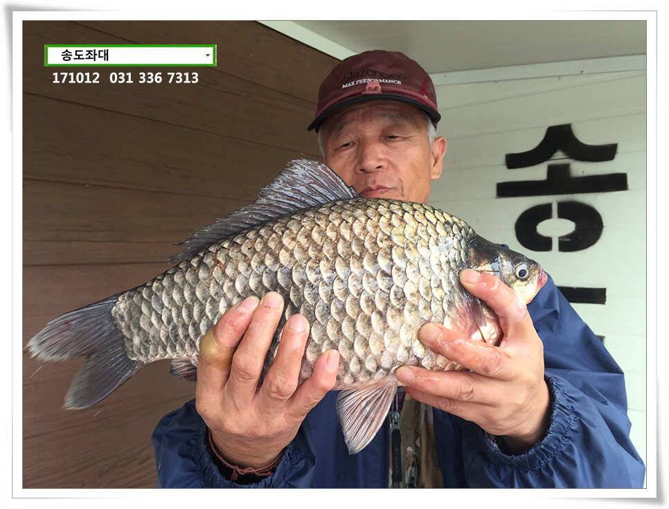 혹부리 허리급송도좌대 조황 (유료터정보 - 유료터점주조황)