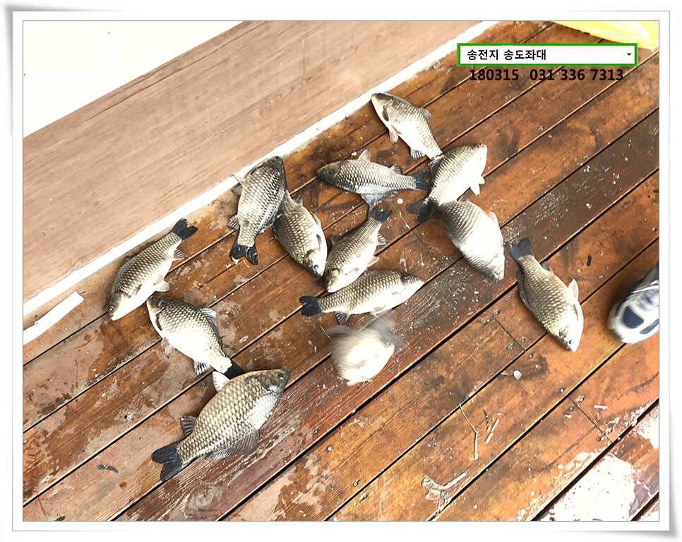 비와 대물의 이야기 송전지 송도집 좌대 조황 (유료터정보 - 유료터점주조황)