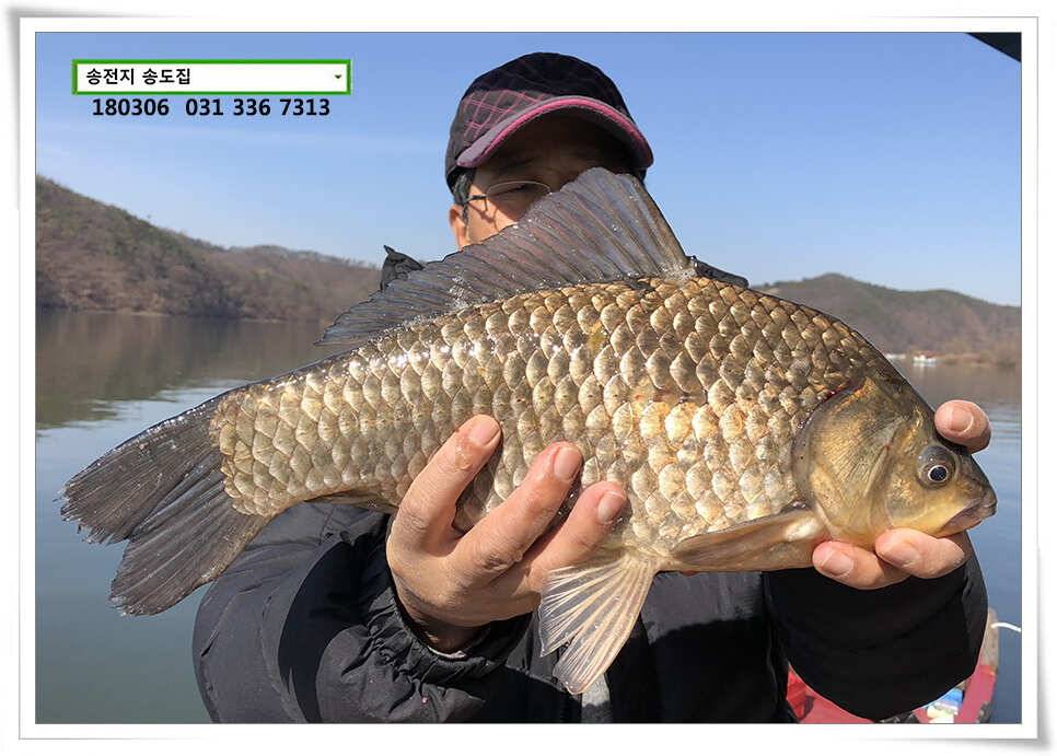 18 시즌 첫 4짜송전지 송도집 조황 (유료터정보 - 유료터점주조황)