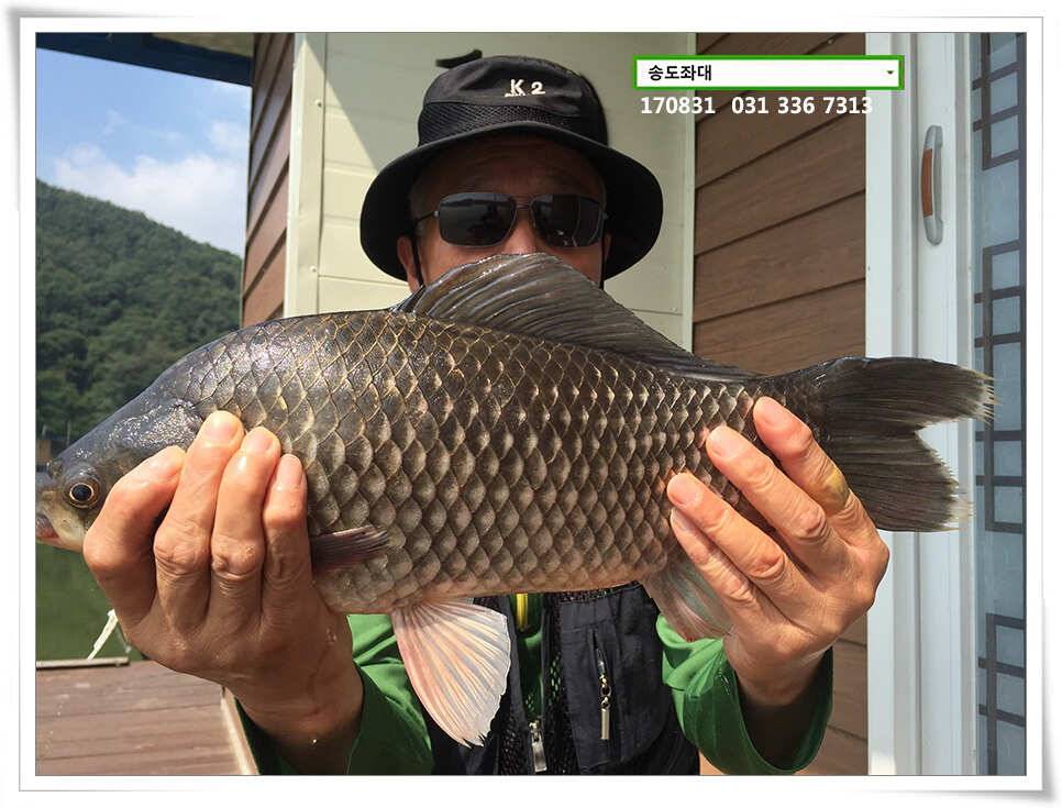 415cm 송전지 송도집 좌대 조황 (유료터정보 - 유료터점주조황)
