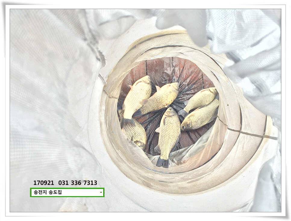 위치변경송전지 송도 좌대 조황 (유료터정보 - 유료터점주조황)