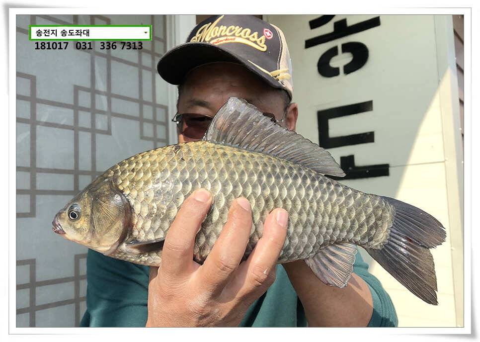 깊은 가을 높은 찌올림 (유료터정보 - 유료터점주조황)