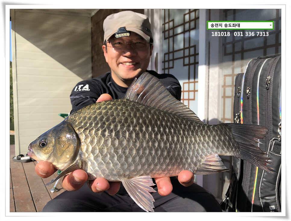 대물붕어 꼬시기송전지 송도집 조황 (유료터정보 - 유료터점주조황)