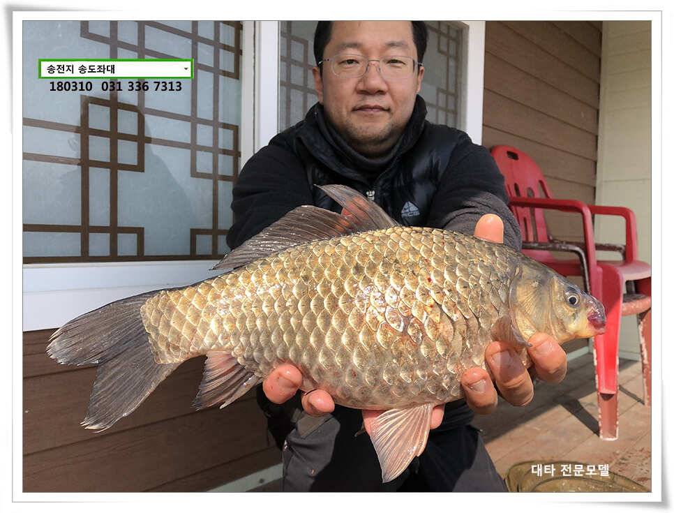 된서리에도 대물송전지 송도집 좌대 조황 (유료터정보 - 유료터점주조황)