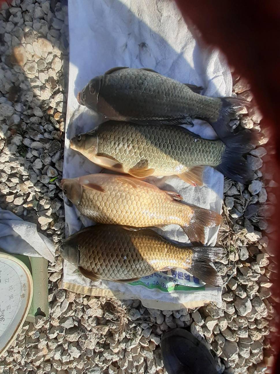 경주동산낚시터붕어 전용잡이터지난주 조황 (유료터정보 - 유료터점주조황)