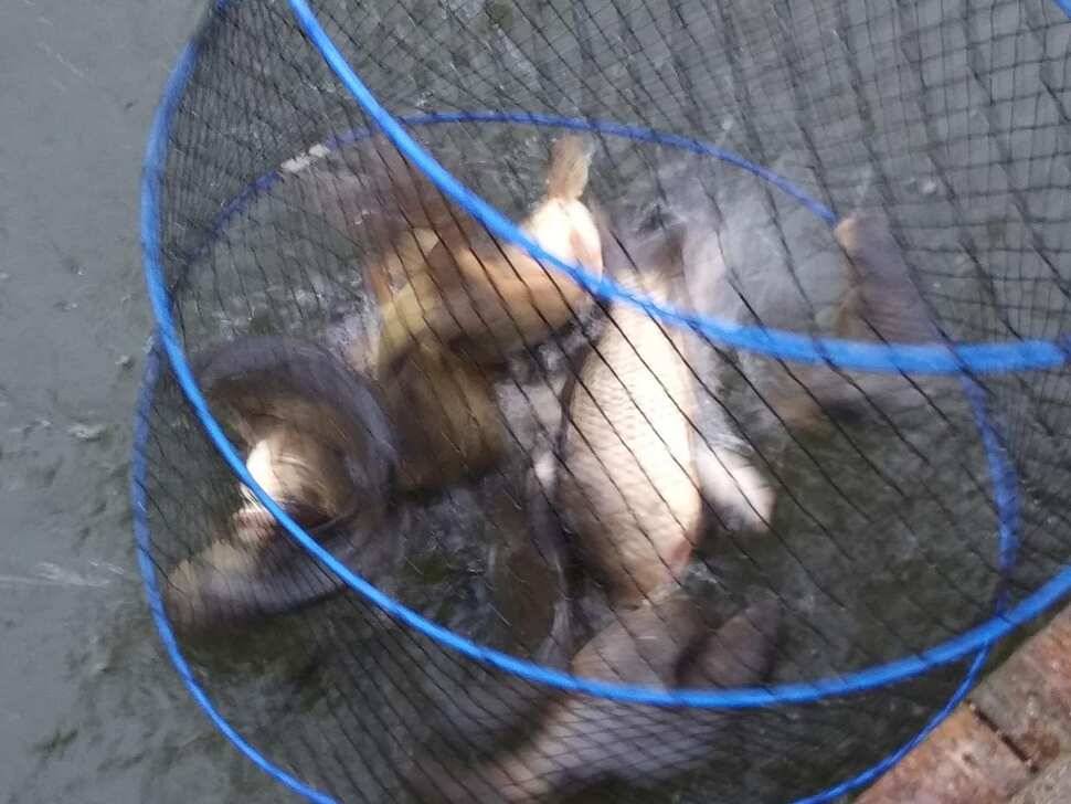 수곡낚시터 오늘도 붕어 대량 하였으며 조황소식 안내드립니다 (유료터정보 - 유료터점주조황)