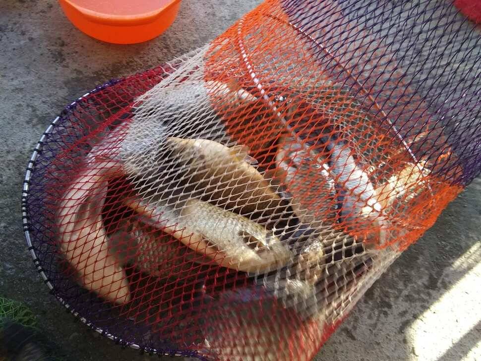 수곡낚시터 주중에 붕어조황이 다시 회복되네요 오늘 붕어 방류 완료했습니다 (유료터정보 - 유료터점주조황)