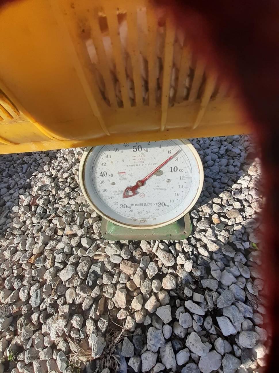경주동산낚시터붕어 전용잡이터지난주 조황 (유료터정보 - 유료터점주조황)
