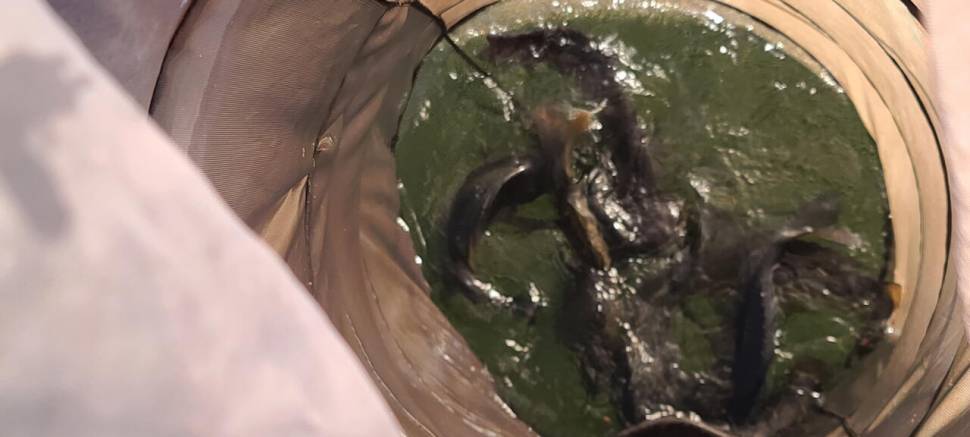 108 수요일 주중반 양평 수곡낚시터 조황 붕어 방류 소식 (유료터정보 - 유료터점주조황)
