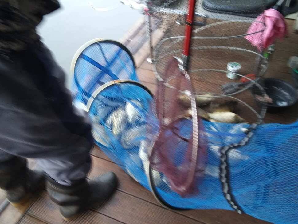 수곡낚시터 수상좌대 할인 행사 실시 자연산 토종붕어 방류 및 조황 안내 (유료터정보 - 유료터점주조황)