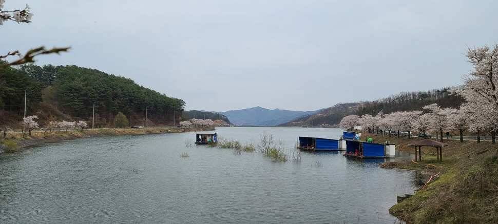 공주 고성낚시터 입니다 (유료터정보 - 유료터점주조황)