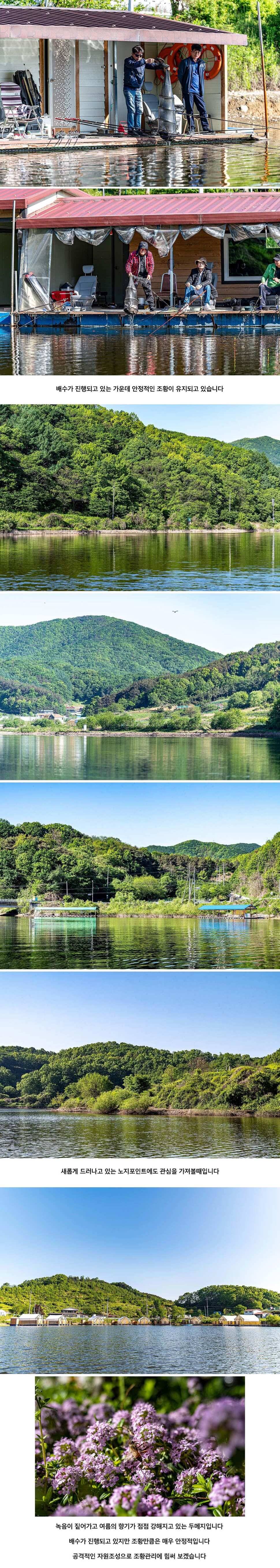 안성 두메낚시터 5월 13일 조황정보 (유료터정보 - 유료터점주조황)