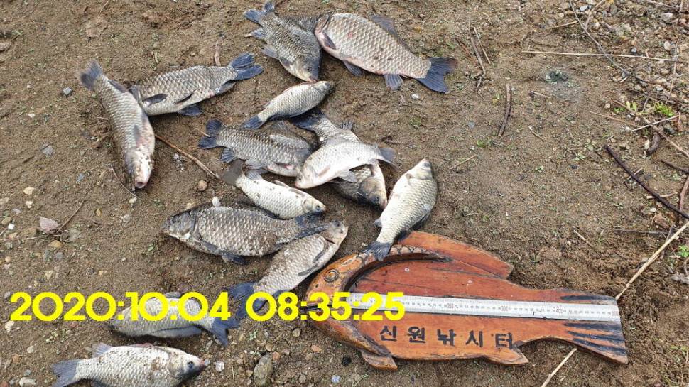 신원낚시터10월7일 연휴에도 토종4짜와 덩어리는 계속 나와 줍니다 (유료터정보 - 유료터점주조황)
