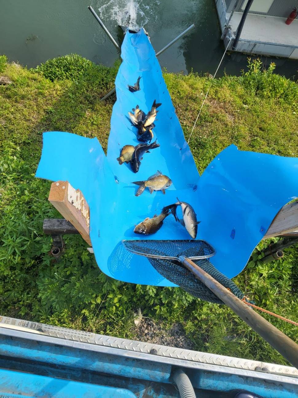 충북 괴산 오가리낚시터 5월 24일 향붕어 입어모습입니다 (유료터정보 - 유료터점주조황)