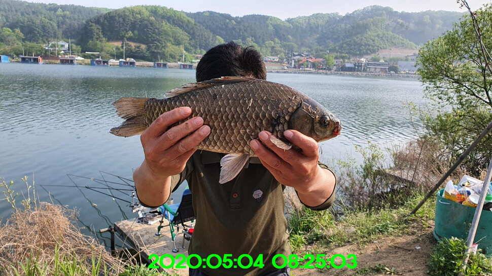 신원낚시터5월13일 토종대물 덩어리 사진입니다 (유료터정보 - 유료터점주조황)