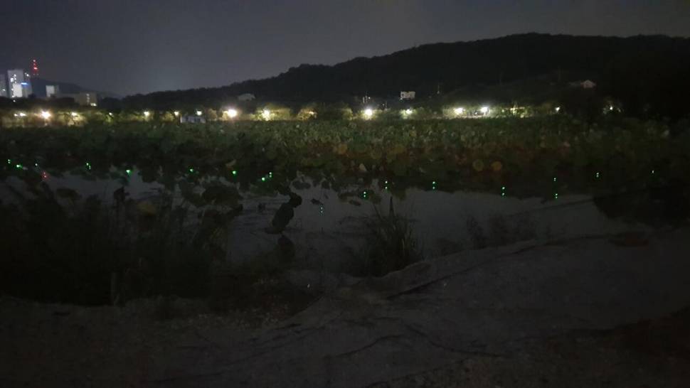 아산 명품 월랑낚시터 10월 첫번째 조황이야기입니다 (유료터정보 - 유료터점주조황)